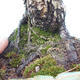 Outdoor-Bonsai - parviflora Kiefer - Pinus parviflora - 2/6