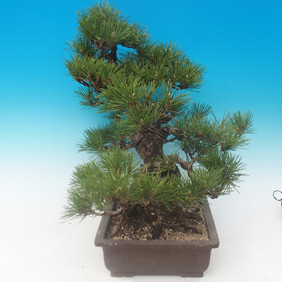 Pinus thunbergii - Kiefer thunbergova - 2