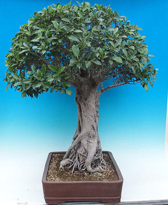 Zimmer Bonsai - Ficus kimmen - malolistý Ficus - 2
