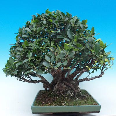 Zimmer Bonsai - Ficus kimmen - malolistý Ficus - 2