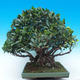 Zimmer Bonsai - Ficus kimmen - malolistý Ficus - 2/5