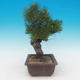 Pinus thunbergii - Kiefer thunbergova - 2/4
