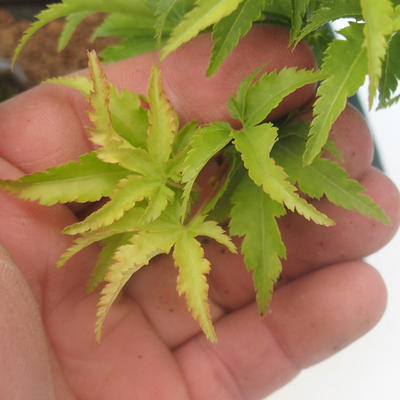 Ahorn Acer palmatum SHISHIGASHIRA- malolistý - 2