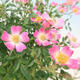 Rosa sp. - kleinblumige Rose - 2/2