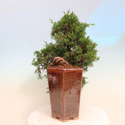 Outdoor bonsai - Juniperus chinensis Itoigawa - Chinese juniper - 2