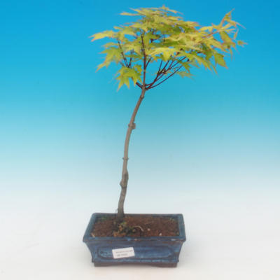 Acer palmatum Aureum - Maple dlanitolistý Gold - 2