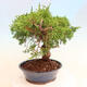 Outdoor bonsai - Juniperus chinensis Itoigawa - Chinese juniper - 2/5
