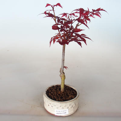 Outdoor Bonsai - Acer Palme. Atropurpureum-Ahorn - 2