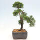 Outdoor-Bonsai - Juniperus chinensis Kishu - Chinesischer Wacholder - 2/4