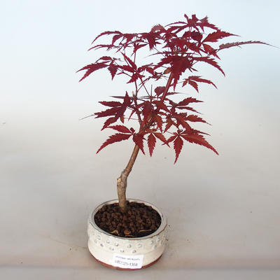 Outdoor Bonsai - Acer Palme. Atropurpureum-Ahorn - 2