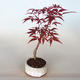 Outdoor Bonsai - Acer Palme. Atropurpureum-Ahorn - 2/2