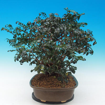 Zimmer bonsai- Pistachios - 2