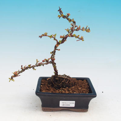 Outdoor bonsai - Chaneomeles japonica - Japoński pigwa - 2