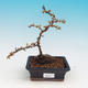 Outdoor bonsai - Chaneomeles japonica - Japoński pigwa - 2/4