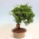 Outdoor bonsai - Juniperus chinensis Itoigawa - Chinese juniper - 2/5