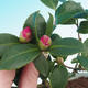 Zimmer-Bonsai Camellia Camellia-euphlebia - 2/2