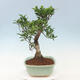 Zimmerbonsai - Ficus kimmen - kleinblättriger Ficus - 2/3
