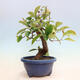Outdoor bonsai - Pseudocydonia sinensis - Chinese quince - 2/6