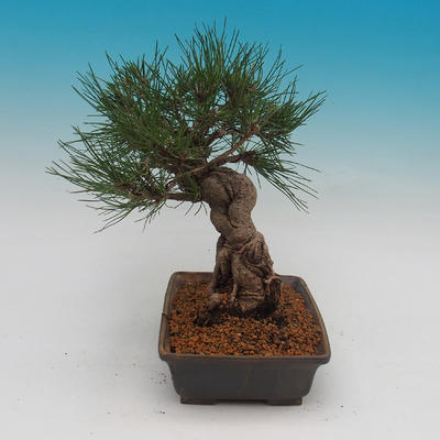 Pinus thunbergii - Kiefer thunbergova - 2