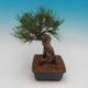 Pinus thunbergii - Kiefer thunbergova - 2/4