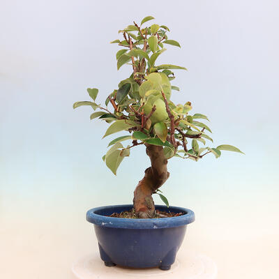 Outdoor bonsai - Pseudocydonia sinensis - Chinese quince - 2