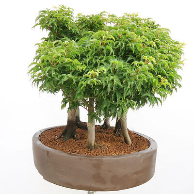 Bonsai im Freien - Acer palmatum SHISHIGASHIRA - Kleinblättriger Ahornwald - 2