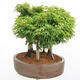 Bonsai im Freien - Acer palmatum SHISHIGASHIRA - Kleinblättriger Ahornwald - 2/4