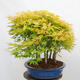 Bonsai im Freien - Acer palmatum Aureum - Palmblättriger Goldwaldahorn - 2/4
