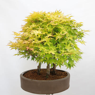 Bonsai im Freien - Acer palmatum Aureum - Palmblättriger Goldwaldahorn - 2