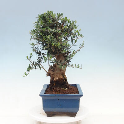 Indoor-Bonsai - Olea europaea sylvestris - Europäisches kleinblättriges Olivenöl - 2