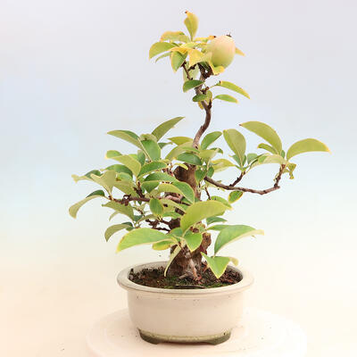 Bonsai im Freien - Pseudocydonia sinensis - Chinesische Quitte - 2