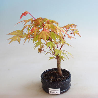 Bonsai im Freien - Acer palmatum Orange - 2