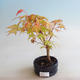 Bonsai im Freien - Acer palmatum Orange - 2/2