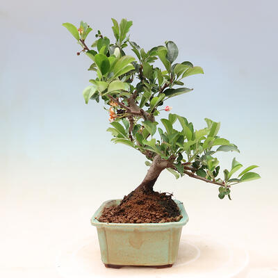 Freilandbonsai - Malus sargentii - Kleinfruchtiger Apfelbaum - 2