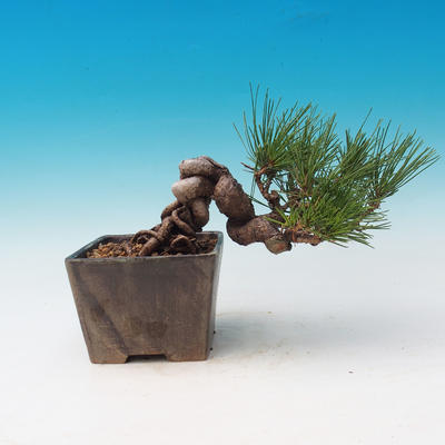 Im Freien Bonsai-Pinus Thunbergii - Thunberg-Kiefer - 2