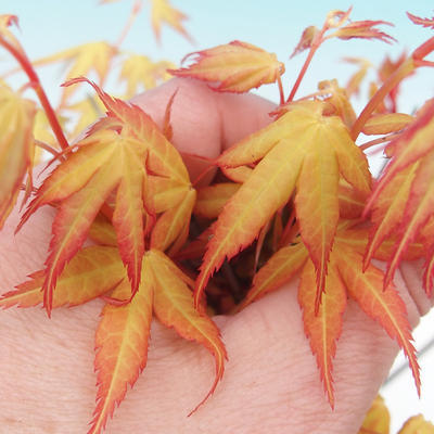 Outdoor-Bonsai - dlanitolistý orange Ahorn - Acer palmatum Katsura - 2