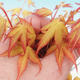 Outdoor-Bonsai - dlanitolistý orange Ahorn - Acer palmatum Katsura - 2/3