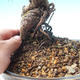 Im Freien Bonsai-Pinus Thunbergii - Thunberg-Kiefer - 2/3
