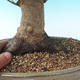 Bonsai im Freien - Acer palmatum - Afrikanischer Ahorn - 2/4