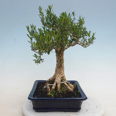 Indoor Bonsai - Buxus harlandii - Kork Buchsbaum - 2