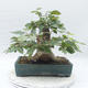 Bonsai im Freien - Carpinus betulus - Hainbuche - 2/5