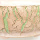 Keramische Bonsai-Schale 19 x 19 x 6,5 cm, Farbe rissig grün - 2/4