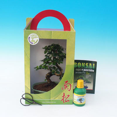 Ficus retusa - Ficus Malolistý, Zimmer-Bonsai in einem Geschenkkarton - 2