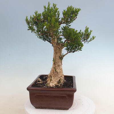 Innenbonsai - Buxus harlandii - Korkbuchsbaum - 2