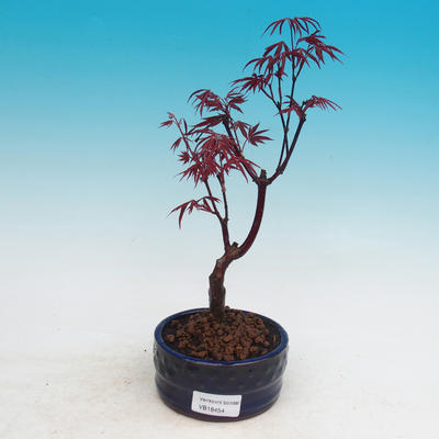 Outdoor-Bonsai - Acer Palme. Atropurpureum-Maple dlanitolistý - 2