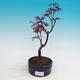 Outdoor-Bonsai - Acer Palme. Atropurpureum-Maple dlanitolistý - 2/2