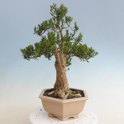 Innenbonsai - Buxus harlandii - Korkbuchsbaum - 2