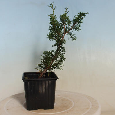Outdoor-Bonsai - Juniperus chinensis Itoigawa-Chinesischer Wacholder - 2