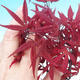 Outdoor-Bonsai - Acer Palme. Atropurpureum-Maple dlanitolistý - 2/2