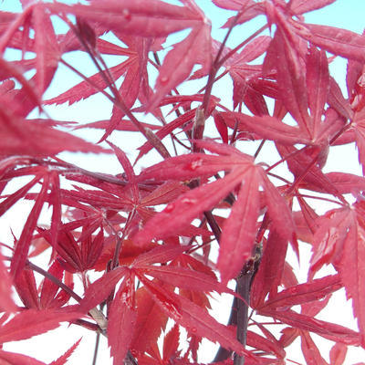 Bonsai im Freien - Acer-Palme. Atropurpureum-Palmenblatt-Ahorn - 2